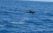 Delfino, visto da barca a vela, Dodecaneso e Cicladi